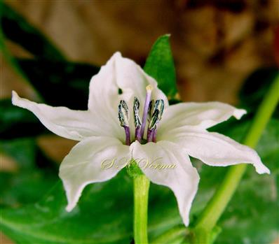  Stamens and Pistil